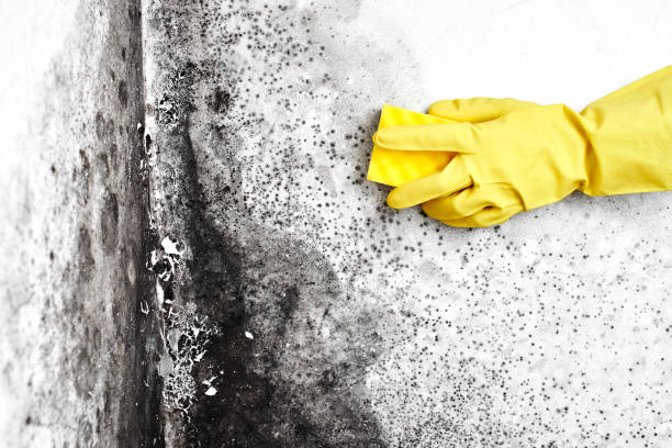 Best Mold Testing  in Fort Bliss, TX