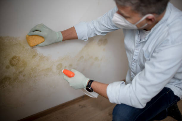 Best Commercial Mold Removal  in Fort Bliss, TX