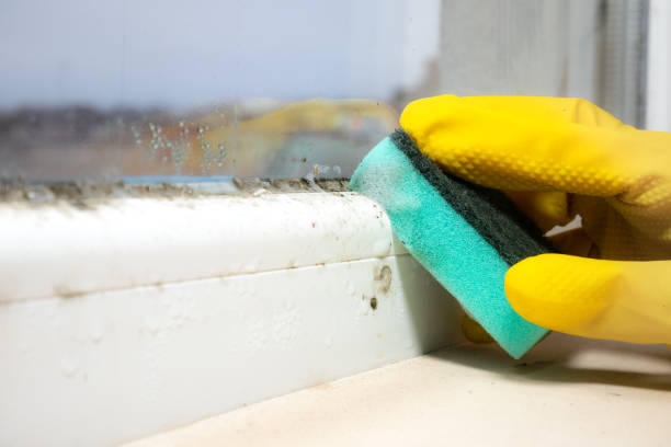 Mold Removal and Inspection in Fort Bliss, TX