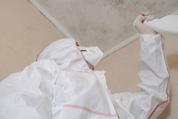 Best Same-Day Mold Removal  in Fort Bliss, TX