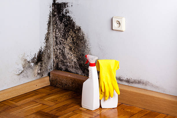 Mold Testing and Removal in Fort Bliss, TX
