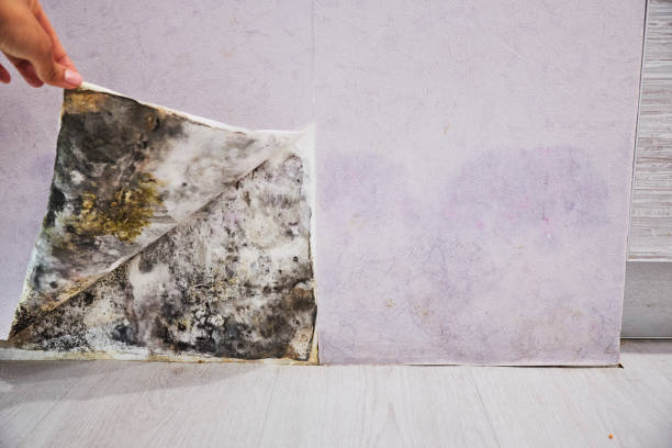 Professional Mold Removal in Fort Bliss, TX